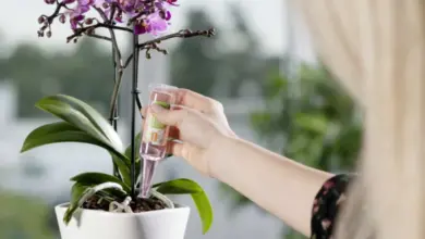 Osoba podává tekutý hnojivo orchideji v bílé květináči.