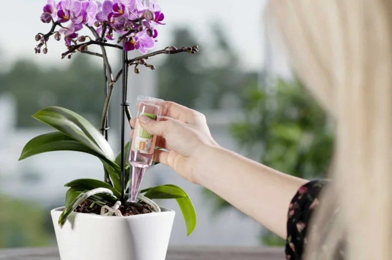 Osoba podává tekutý hnojivo orchideji v bílé květináči.