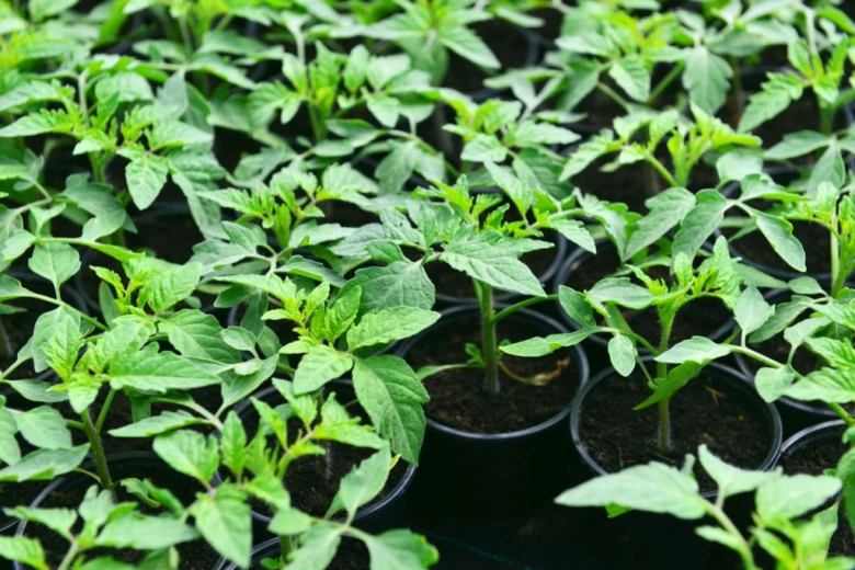 Tomato seedlings in pots