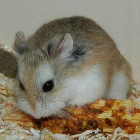 Malý křeček roborovského snědlí kus kukurice v kleci.