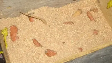 Kořenová zelenina uložená v dřevěném krabici s pilinami.