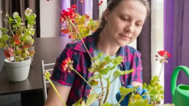 Žena v rukavicích péče o léčivé pokojové rostliny u okna.