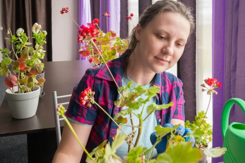 Žena v rukavicích péče o léčivé pokojové rostliny u okna.