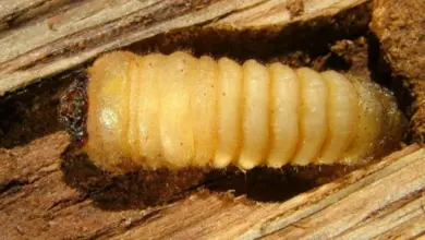 Larva tesaříka krovového v dřevě.