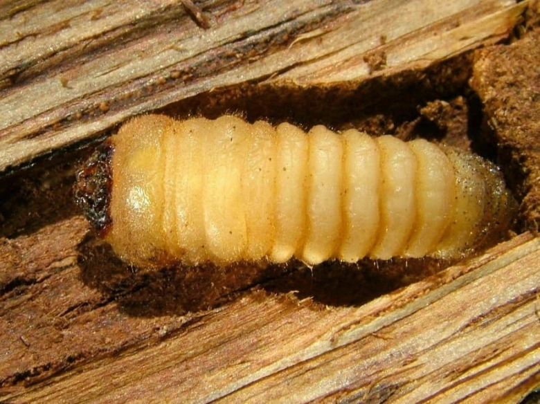 Larva tesaříka krovového v dřevě.