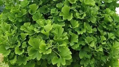 Okrasný strom Ginkgo biloba v malé zahradě s hustou korunou.