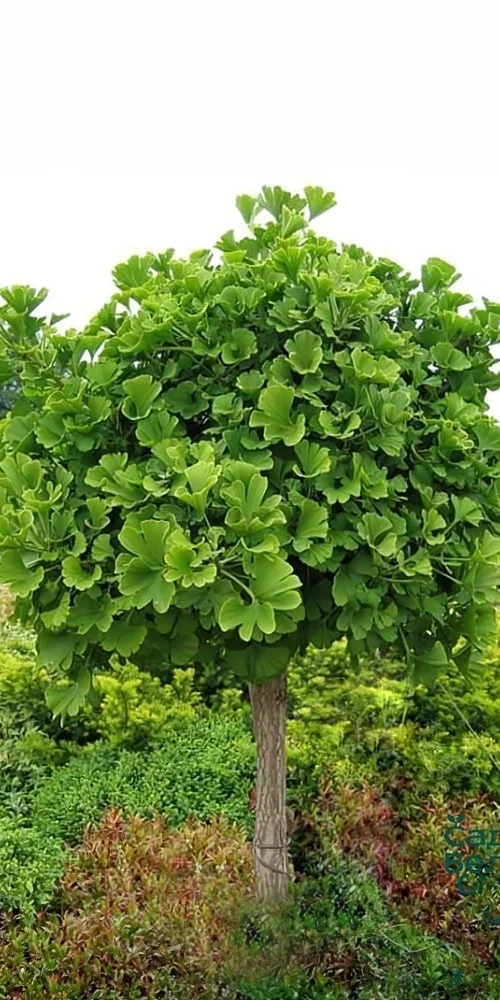 Okrasný strom Ginkgo biloba v malé zahradě s hustou korunou.