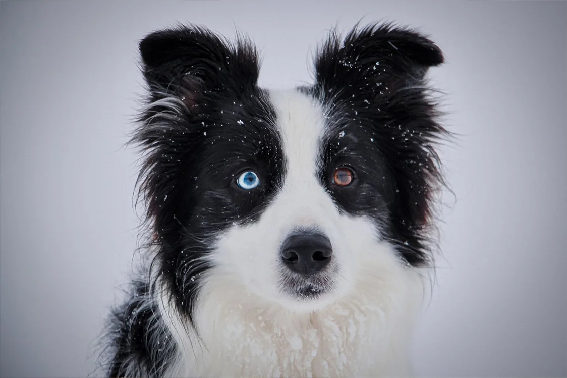 Černobílý pes s heterochromií očí v sněhu.