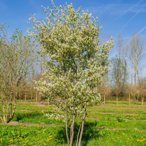 Květuji okrasný strom v malé zahradě s modrou oblohou.
