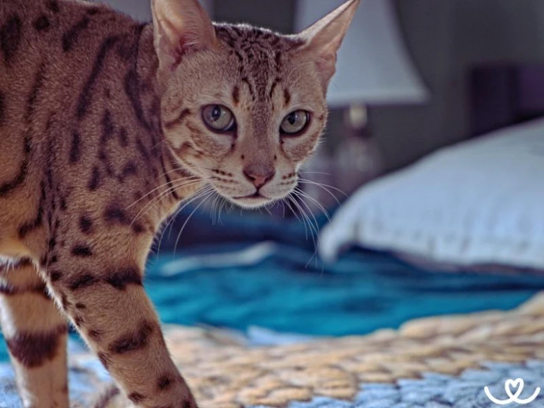 Ocicat kočka stojí v interiéru s rozostřeným pozadím.