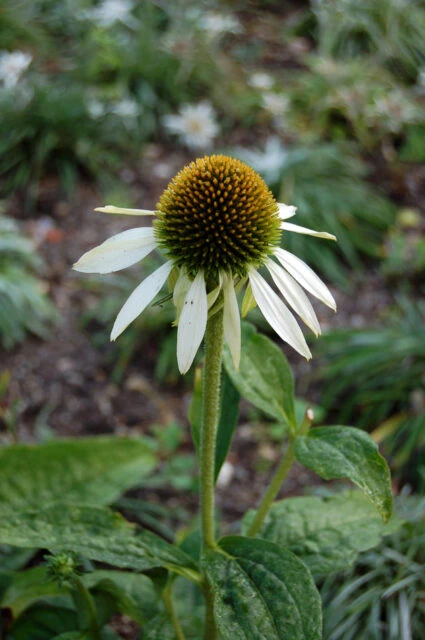 Echinacea flower head