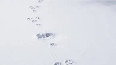 Stopy zvířat v sněhu: stopa srnky a menší stopy kuny.