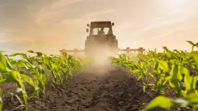 Traktor v poli s mladými rostlinami při západu slunce.