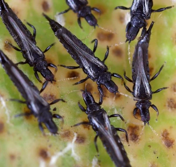 Bližší záběr na hmyz (thrips) na listu rostliny v interiéru.