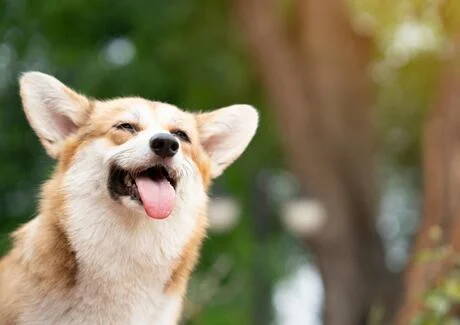 Šťastný corgí pes se dívá nahoru s jazykem venku.