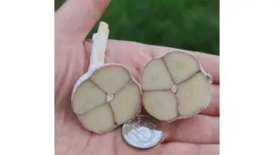 Ruka drží rozkrojenou hlavičku česneku s mincí pro měřítko.