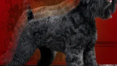 Černý ruský teriér stojí v profilu na červeném pozadí.