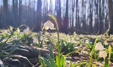 Snowdrops in forest