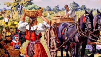 Harvesting grapes in vineyard