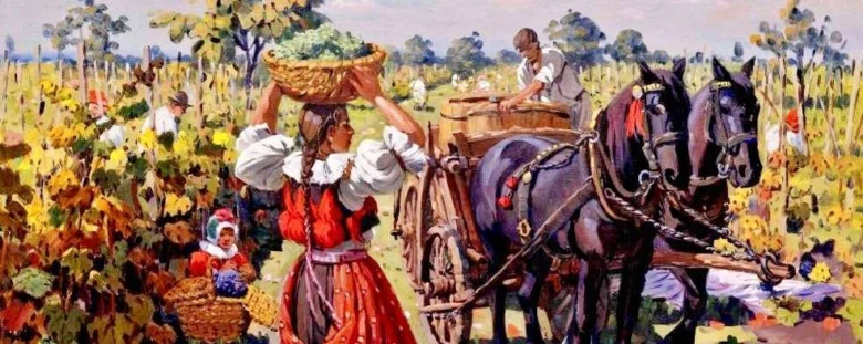 Harvesting grapes in vineyard