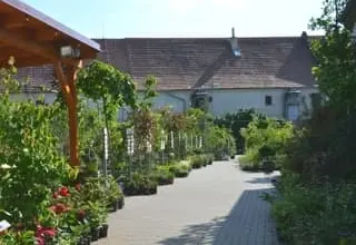 Cestou zahradou s kvetoucími rostlinami pod dřevěnou pergolou.