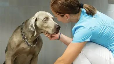 Veterinářka zkoumá ústní dutinu psa v ordinaci.