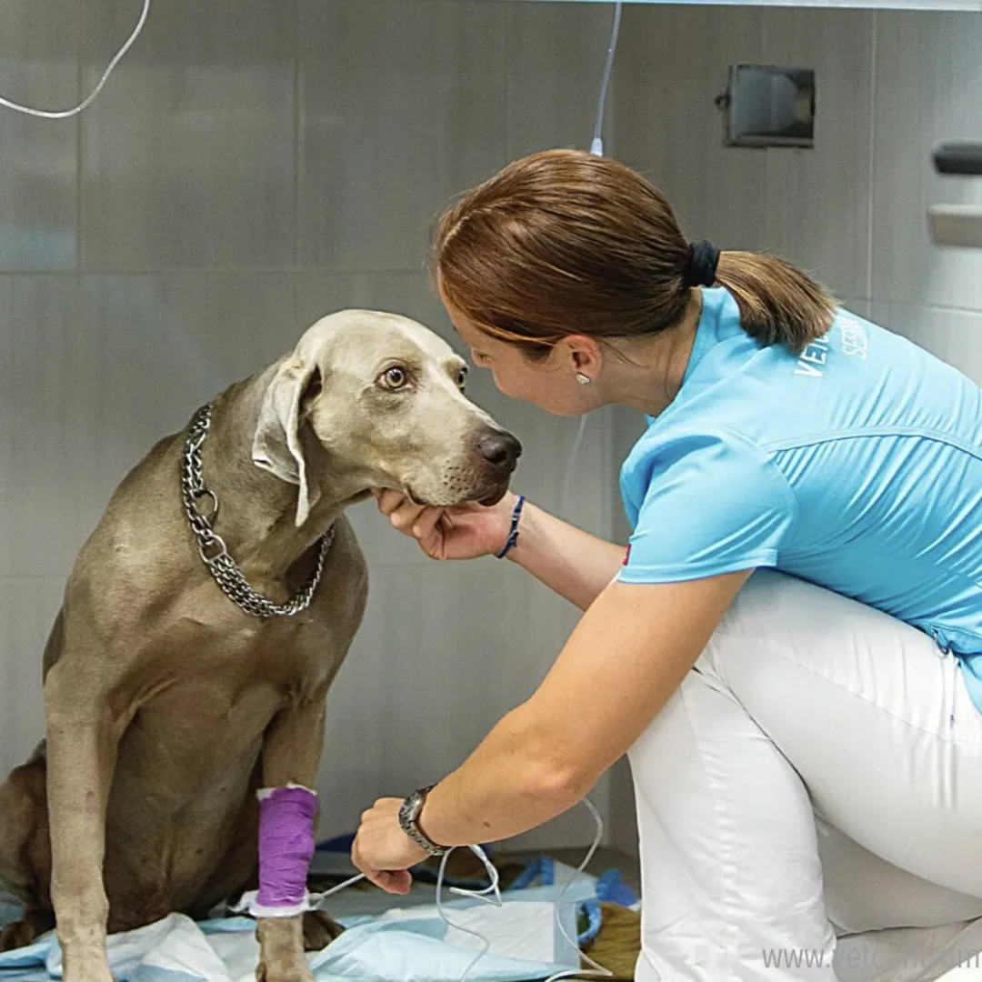 Veterinářka zkoumá ústní dutinu psa v ordinaci.