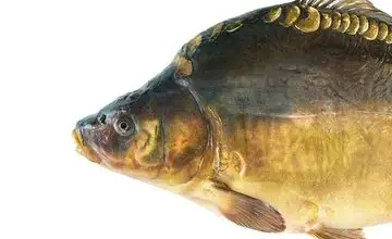 Fotografie kapra jako nebezpečná sladkovodní ryba.
