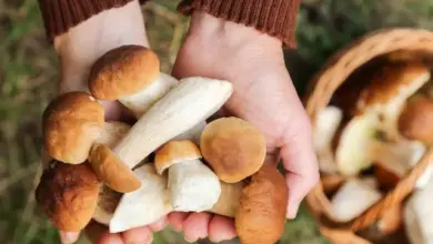 Ruce drží čerstvé houby z rodu Coua v přírodě.