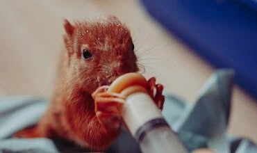 Straka obecná krmení z injekční stříkačky