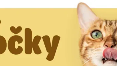 Portrétní fotografie kočky lížící si pysk na žlutém pozadí.