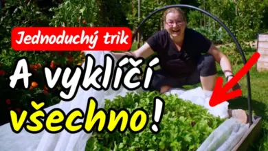 Žena se usmívá vedle zahradního lůžka s listovými zeleninovými plodinami.