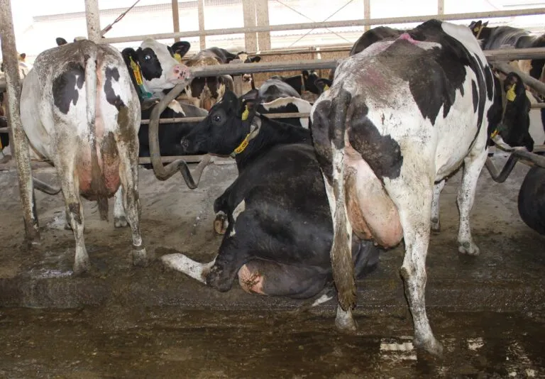 Skupina kráv v chovu na farmě.