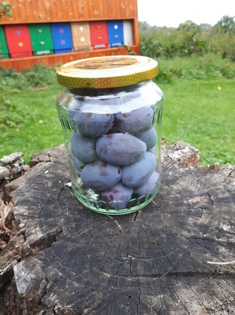 Sklenice s plody dřínu obecného na kmeni stromu venku.