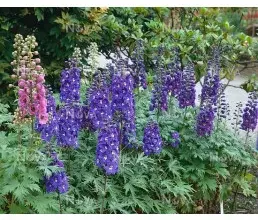 Modré a fialové delphinium v kvetoucí zahradě s zelenými listy.