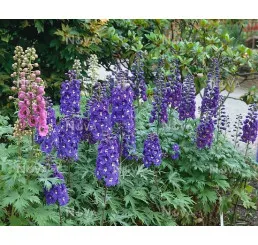 Modré a fialové delphinium v kvetoucí zahradě s zelenými listy.