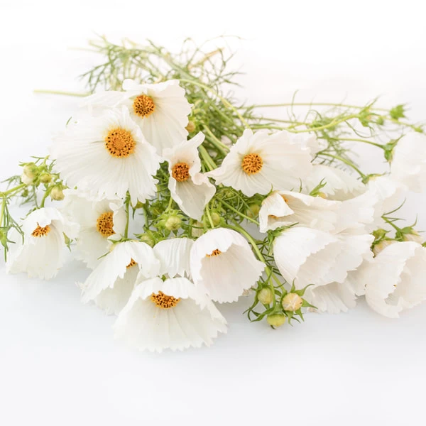 White cosmos flowers with green stems and buds