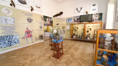 Výstava v muzeu s taxidermií a informační panely.