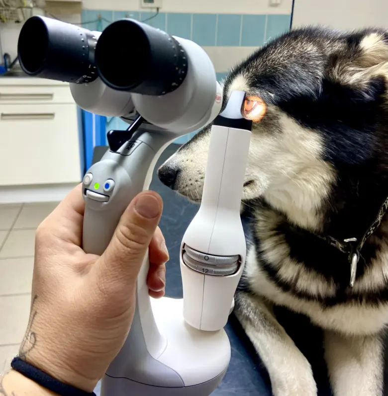 Vet vyšetřuje psí oko pomocí oftalmoskopu v ordinaci.