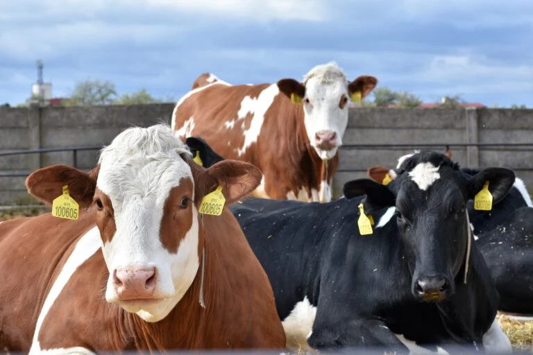 Skupina krav v ohradě na farmě.