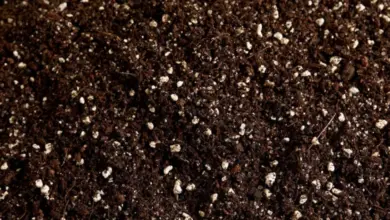 Soil with perlite