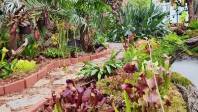 Rostoucí rosnatky v skleníku s tropickou vegetací.