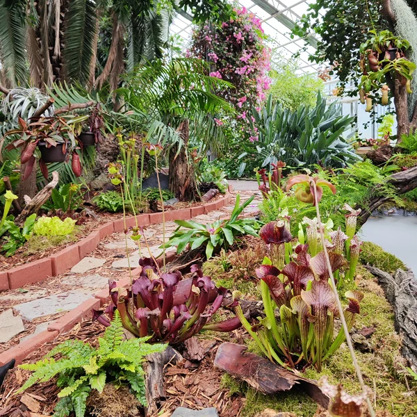 Rostoucí rosnatky v skleníku s tropickou vegetací.