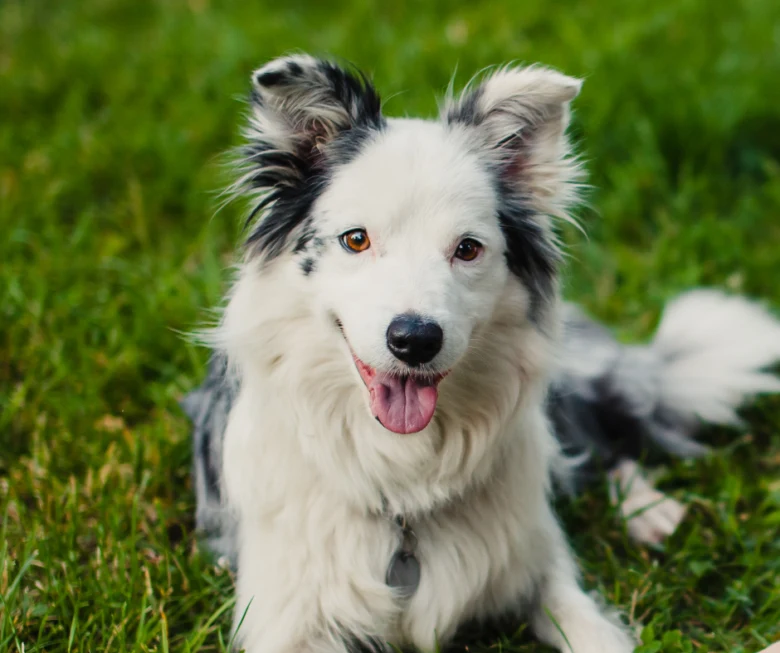 Šťastný border collie leží na zelené trávě a hledí do kamery.