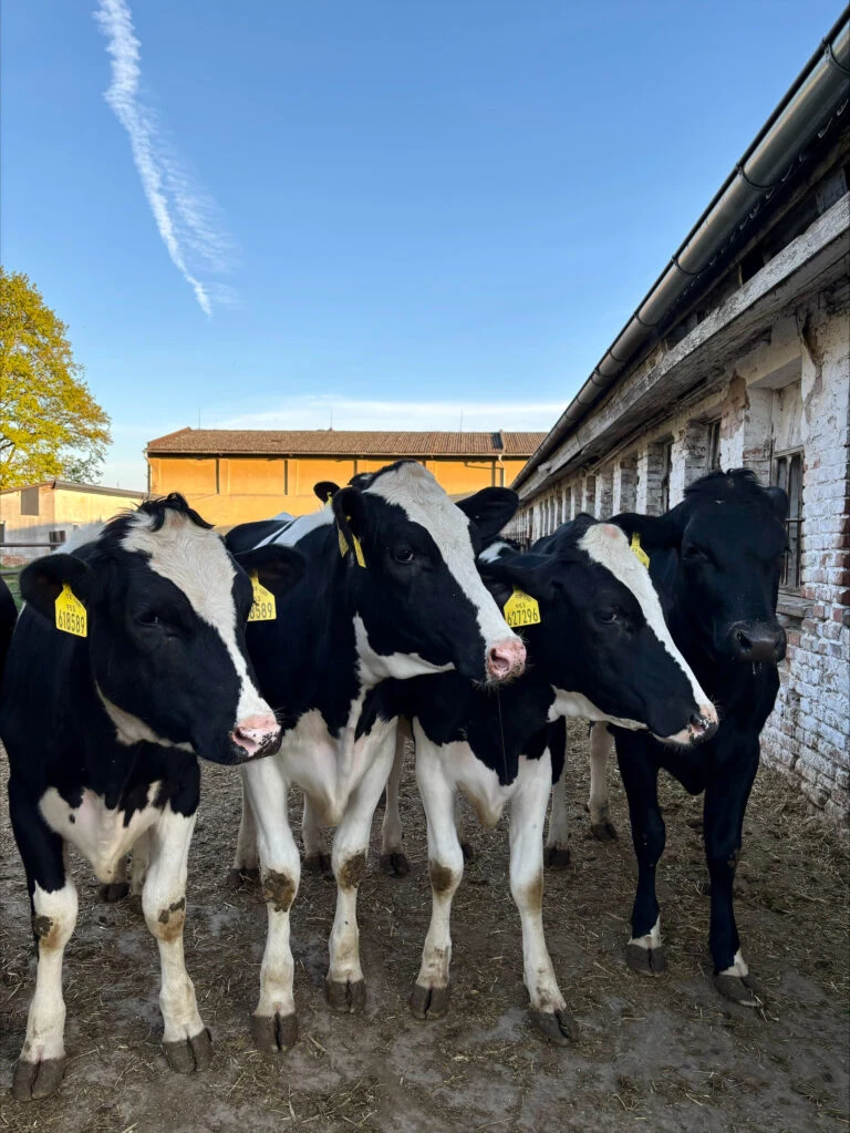 Skupina krav na farmě bez viditelných příznaků onemocnění.
