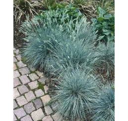 Modro-zelené okrasné trávy pěstované na terase vedle dlažby.