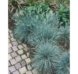 Skupina modrozelených dřišťálů Thunberga rostoucích v zahradě vedle cesty.