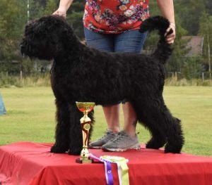 Černý ruský teriér na vítězném pódii s trofejí.
