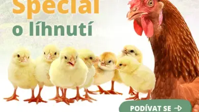 Hnedá slepice s několika žlutými kuřaty před sebou.