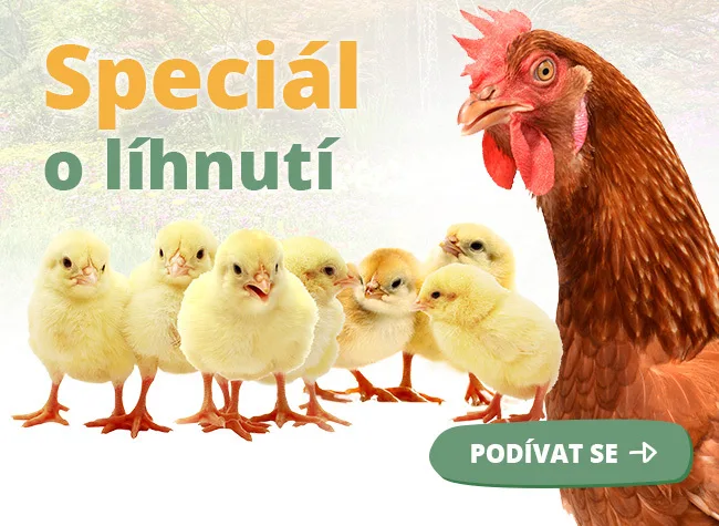 Hnedá slepice s několika žlutými kuřaty před sebou.